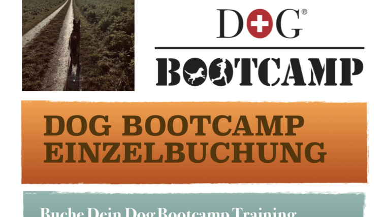 Dog Bootcamp Einzelbuchung